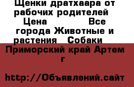 Щенки дратхаара от рабочих родителей › Цена ­ 22 000 - Все города Животные и растения » Собаки   . Приморский край,Артем г.